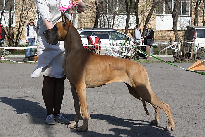 Shenki Nemeckogo Doga Palevogo Okrasa Pitomnik Sorbus Gala Krasnoyarsk V Tomske Kupit Uznat Cenu Na Sajte Classifieds24