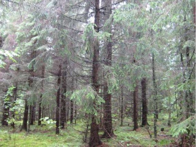 Участок в Финляндии в городе Санкт-Петербург, фото 3, Участки в дальнем зарубежье