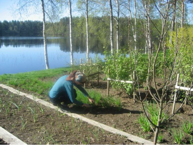 ищу помощницу/ка по даче; зарплата от 10000 руб. в городе Псков, фото 2, Псковская область