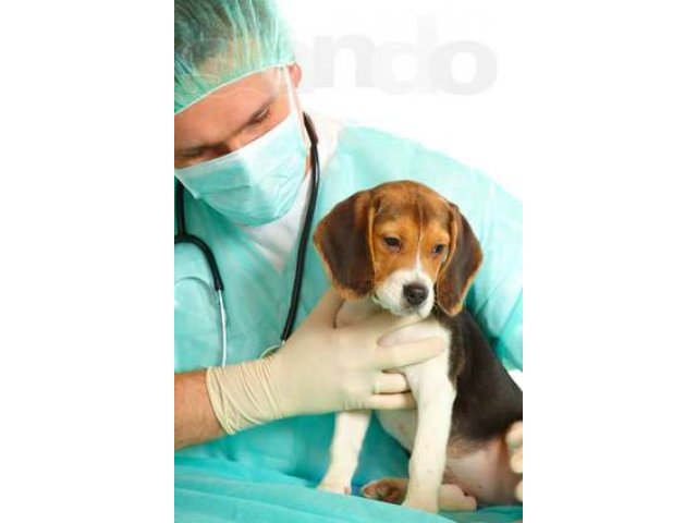 Требуется ветеринарный врач в городе Пятигорск, фото 1, стоимость: 0 руб.