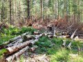 Требуются вальщики леса в городе Рязань, фото 1, Рязанская область