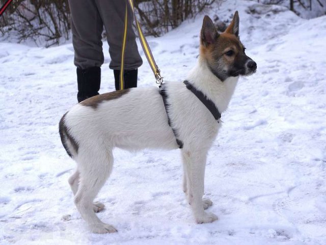 Милли- девочка-красавица, 3 мес, ищет дом! в городе Санкт-Петербург, фото 3, Собаки