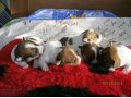 Продам щенков Джек Рассел терьер в городе Мурманск, фото 1, Мурманская область