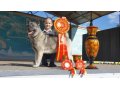 Продаю щенков норвежского элкхаунда (норвежская лосиная лайка) в городе Киров, фото 3, Собаки