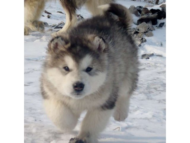 Аляскинский маламут.Щенки на продажу. в городе Владивосток, фото 6, Приморский край