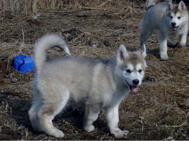 Аляскинский маламут.Щенки на продажу. в городе Владивосток, фото 7, стоимость: 30 000 руб.