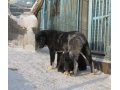 Щенки Среднеазиатской Овчарки (питомник) в городе Екатеринбург, фото 5, стоимость: 10 000 руб.