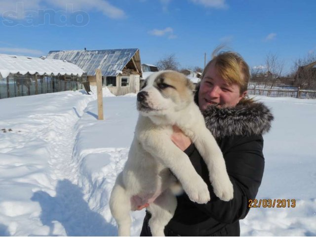 Щенки среднеазиатской овчарки в городе Йошкар-Ола, фото 3, стоимость: 6 000 руб.