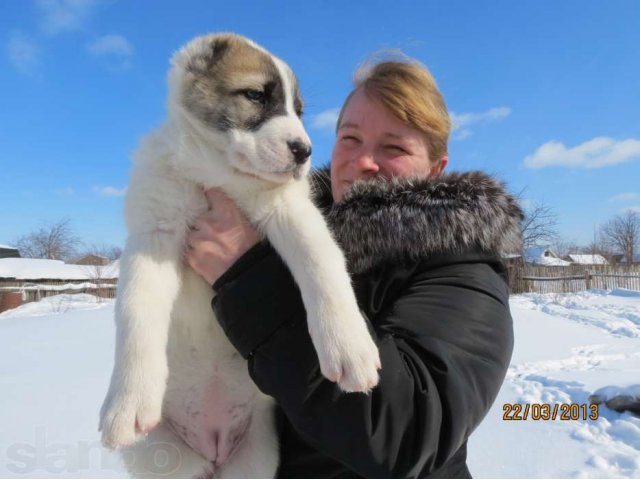 Щенки среднеазиатской овчарки в городе Йошкар-Ола, фото 5, Марий Эл