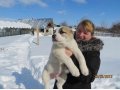 Щенки среднеазиатской овчарки в городе Йошкар-Ола, фото 3, Собаки