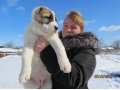 Щенки среднеазиатской овчарки в городе Йошкар-Ола, фото 5, стоимость: 6 000 руб.