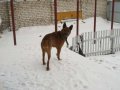 Отдам в хорошие руки в городе Ульяновск, фото 1, Ульяновская область