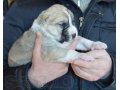 Щенки среднеазиатской овчарки в городе Тюмень, фото 4, Тюменская область