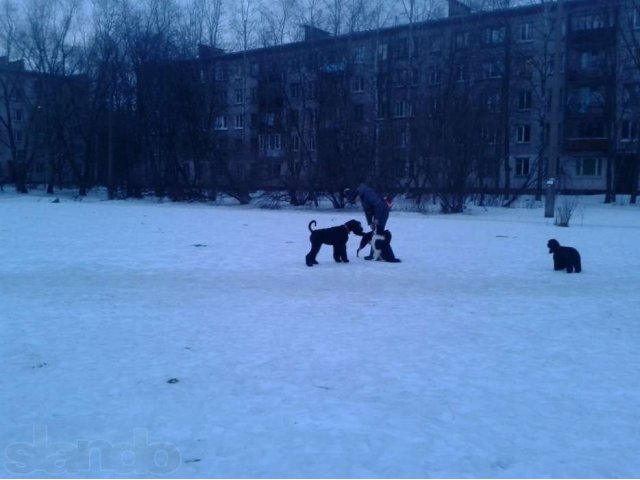 Ризеншнауцера щенок в городе Санкт-Петербург, фото 3, Собаки