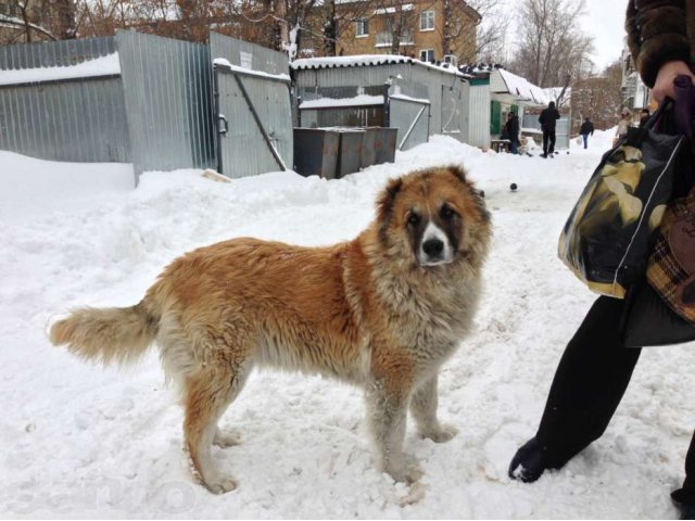 Звери Смоленск Купить