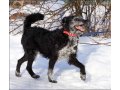 Благородный сеньор Мартин ищет дом! в городе Санкт-Петербург, фото 1, Ленинградская область