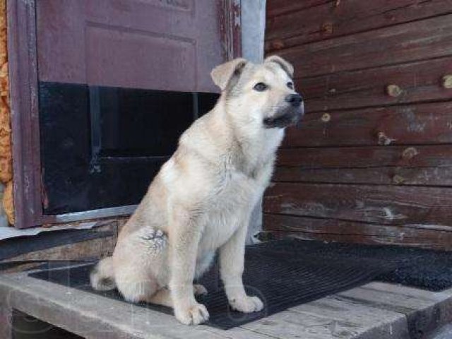 Щеночек 3 мес, дев., привита, отлично ладит с собаками.В хорошие руки! в городе Санкт-Петербург, фото 5, Собаки