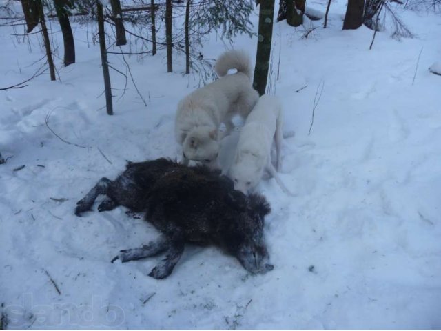 Восточносибирская лайка в городе Санкт-Петербург, фото 6, Ленинградская область