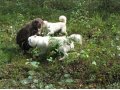 Восточносибирская лайка в городе Санкт-Петербург, фото 1, Ленинградская область