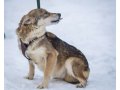 Небольшая Мэрри ищет дом в городе Санкт-Петербург, фото 2, стоимость: 0 руб.