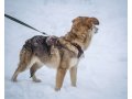 Небольшая Мэрри ищет дом в городе Санкт-Петербург, фото 4, Ленинградская область