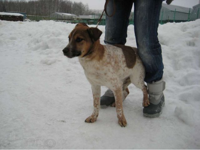 Вощьмите меня из ПРИЮТА мальчик щЕНОК 5 мес в городе Химки, фото 3, стоимость: 0 руб.