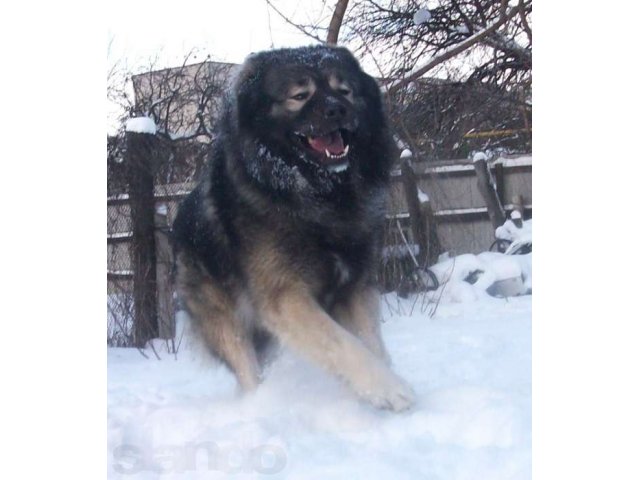 Щенки кавказской овчарки из питомника Gread Dog в городе Одинцово, фото 2, Московская область