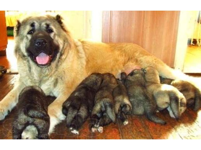 Щенки кавказской овчарки из питомника Gread Dog в городе Одинцово, фото 5, Московская область