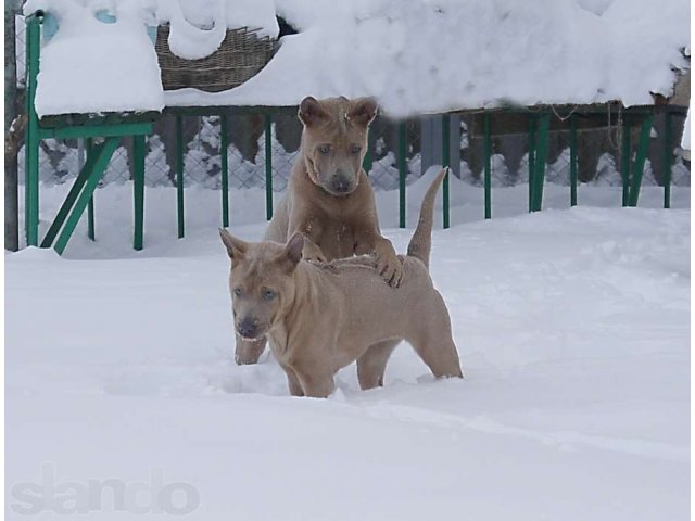 Тайский риджбек! Щенки шоу-класса! в городе Санкт-Петербург, фото 7, Собаки