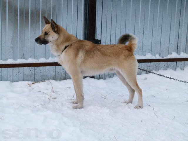 Хаки 1г в городе Екатеринбург, фото 2, стоимость: 0 руб.