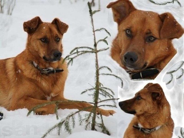 Молодой пес добрый Джек в городе Санкт-Петербург, фото 3, стоимость: 0 руб.