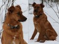 Молодой пес добрый Джек в городе Санкт-Петербург, фото 2, стоимость: 0 руб.