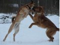 Молодой пес добрый Джек в городе Санкт-Петербург, фото 4, Ленинградская область