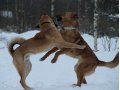 Молодой пес добрый Джек в городе Санкт-Петербург, фото 6, Собаки