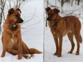 Молодой пес добрый Джек в городе Санкт-Петербург, фото 7, Ленинградская область