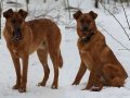 Молодой пес добрый Джек в городе Санкт-Петербург, фото 8, стоимость: 0 руб.