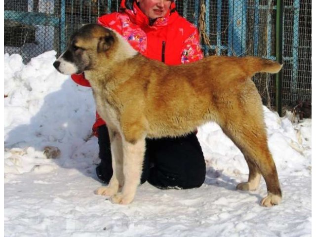 Подростки среднеазиатов (САО) в городе Челябинск, фото 1, стоимость: 20 000 руб.