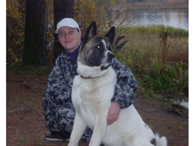 Щенки американской акиты в городе Санкт-Петербург, фото 4, Ленинградская область