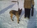 Отдается в добрые руки щенок немецкой овчарки в городе Санкт-Петербург, фото 1, Ленинградская область