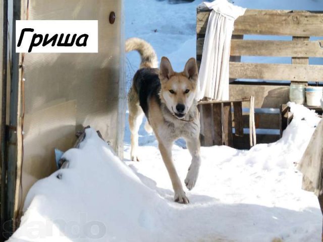 Трехлапый Гриша (10 мес) в городе Екатеринбург, фото 2, Свердловская область