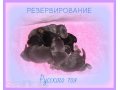 Голубо-подпалые и генные русские тои в городе Нижний Новгород, фото 1, Нижегородская область