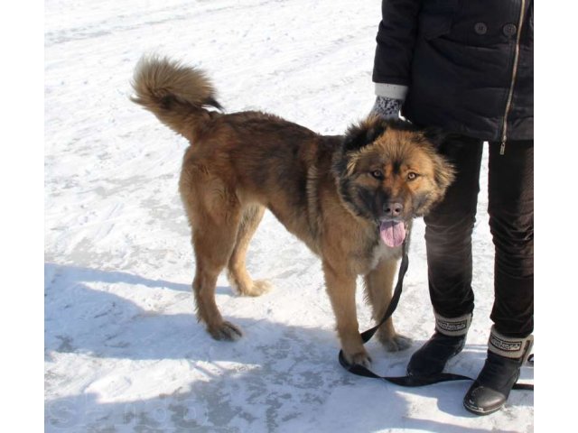 Метис кавказской овчарки ищет хозяев в городе Санкт-Петербург, фото 2, Ленинградская область