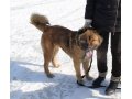 Метис кавказской овчарки ищет хозяев в городе Санкт-Петербург, фото 2, стоимость: 0 руб.