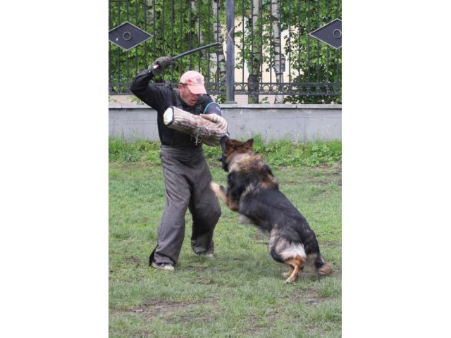 Щенки Немецкой Овчарки Длинношерстной - Лохмач! в городе Санкт-Петербург, фото 4, Собаки