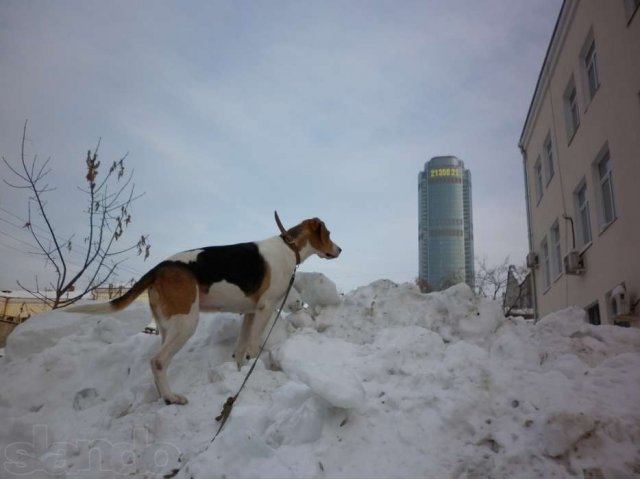 гончая 6 лет для прогулок добрая выполняет команды в городе Екатеринбург, фото 1, Свердловская область