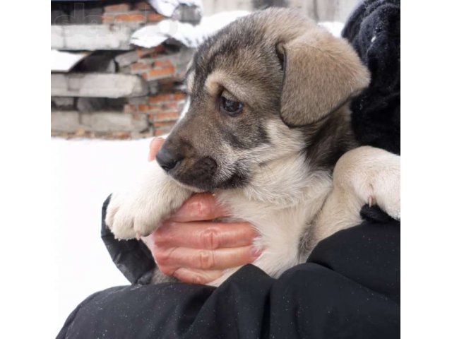 Щенки 2 месяца для дома для охраны крупные в городе Екатеринбург, фото 1, стоимость: 0 руб.