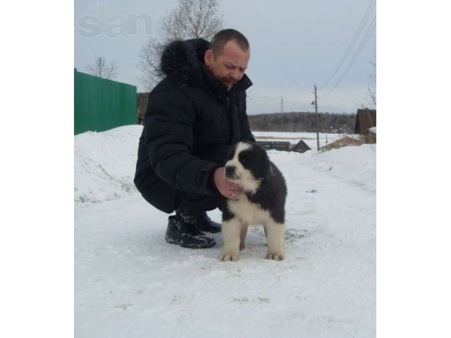 черные щенки кобельки САО,алабай.туркменский волкодав. в городе Екатеринбург, фото 2, Собаки