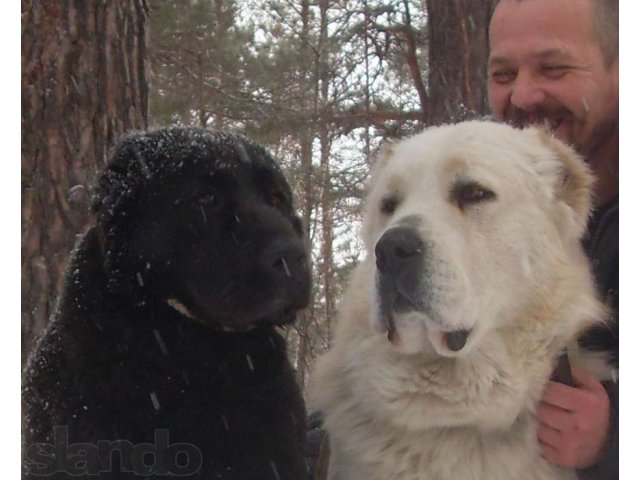 черные щенки кобельки САО,алабай.туркменский волкодав. в городе Екатеринбург, фото 7, стоимость: 20 000 руб.