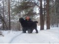 черные щенки кобельки САО,алабай.туркменский волкодав. в городе Екатеринбург, фото 4, Свердловская область