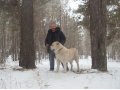 черные щенки кобельки САО,алабай.туркменский волкодав. в городе Екатеринбург, фото 5, стоимость: 20 000 руб.